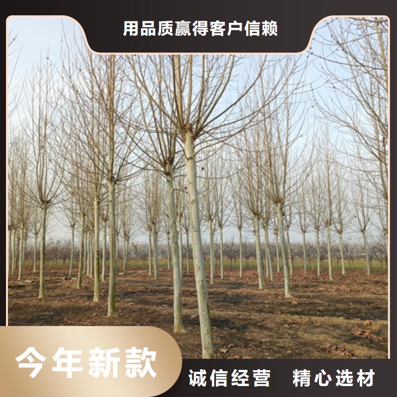 法桐費用