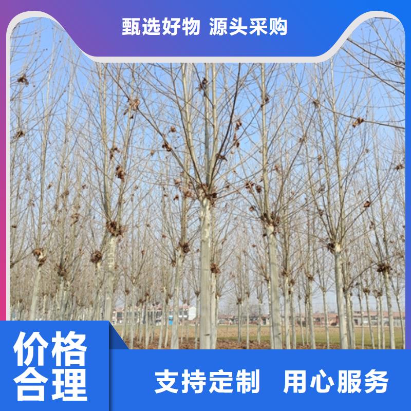 定制法桐行情_品牌廠家