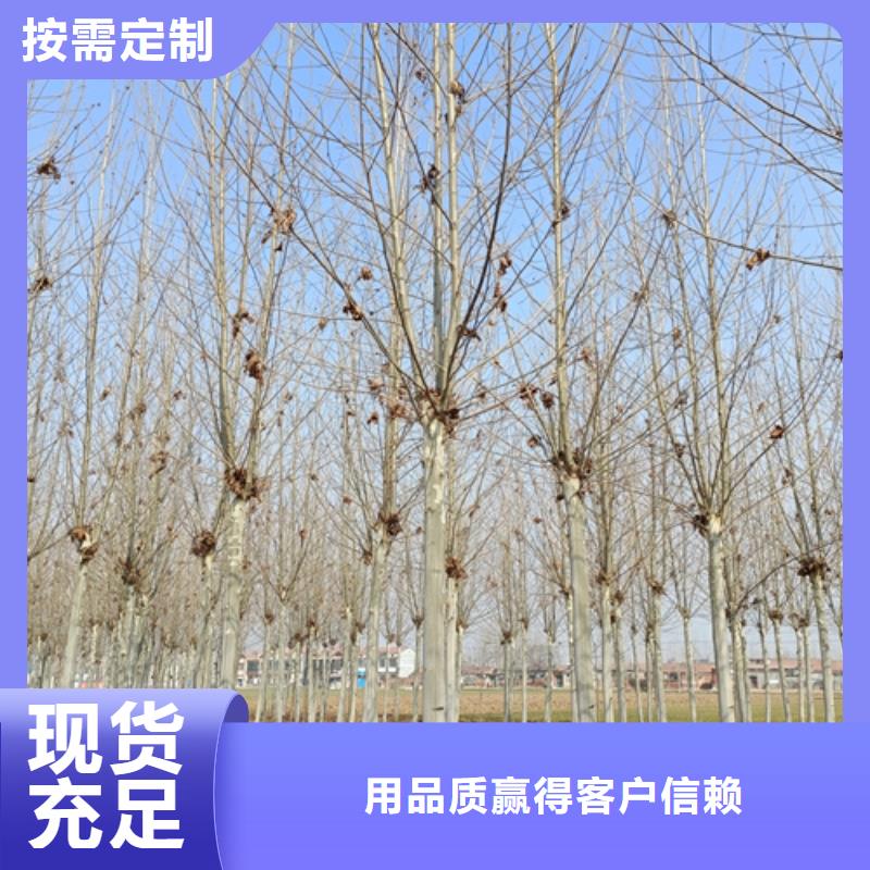 法桐北京栾一个起售