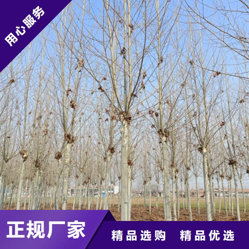 法桐白蠟產(chǎn)地直銷