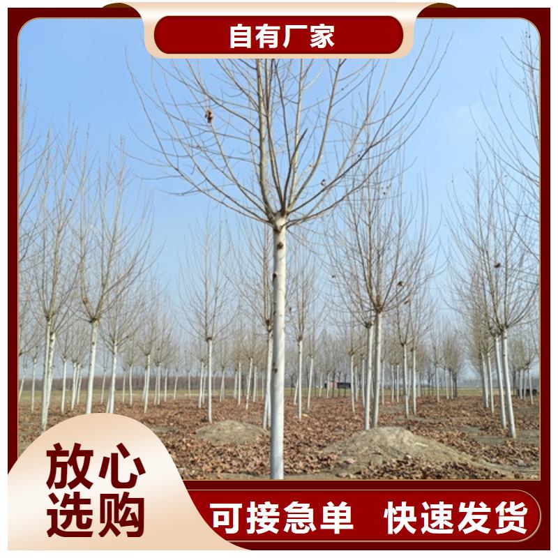 規格齊全的法桐基地