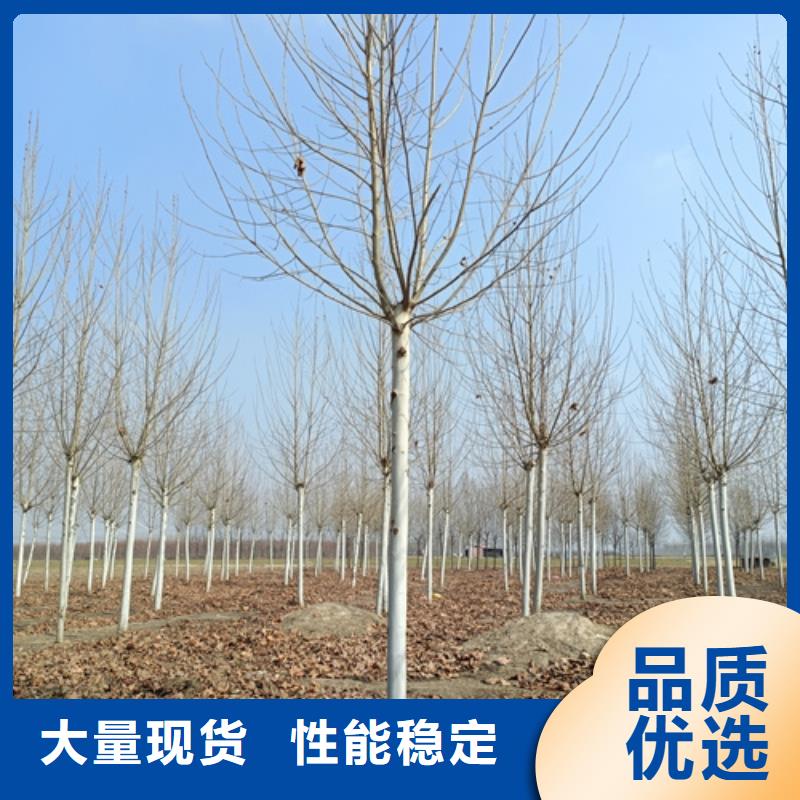造型法桐工藝精良