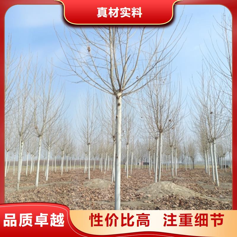 法桐誠信經營現貨現發