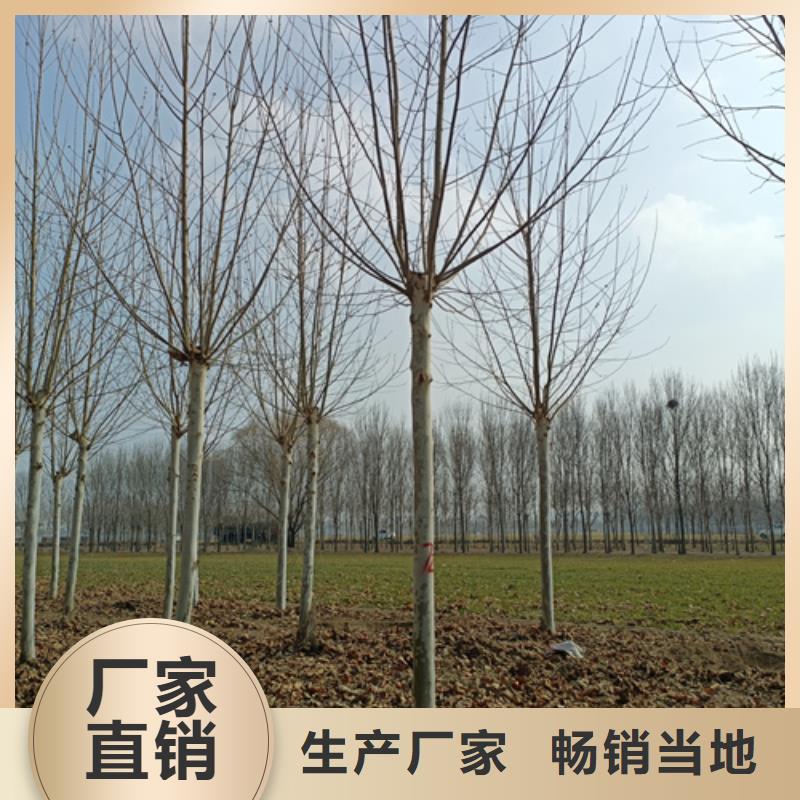 買法桐小苗必看-服務優
