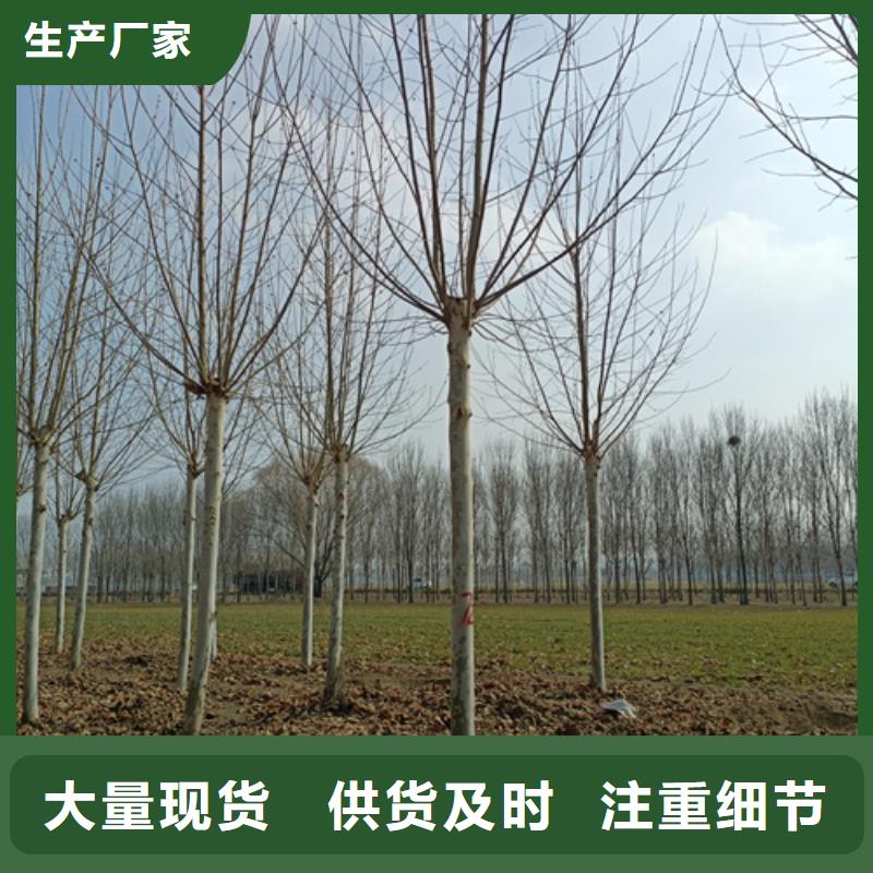 值得信賴的法桐行情供應商