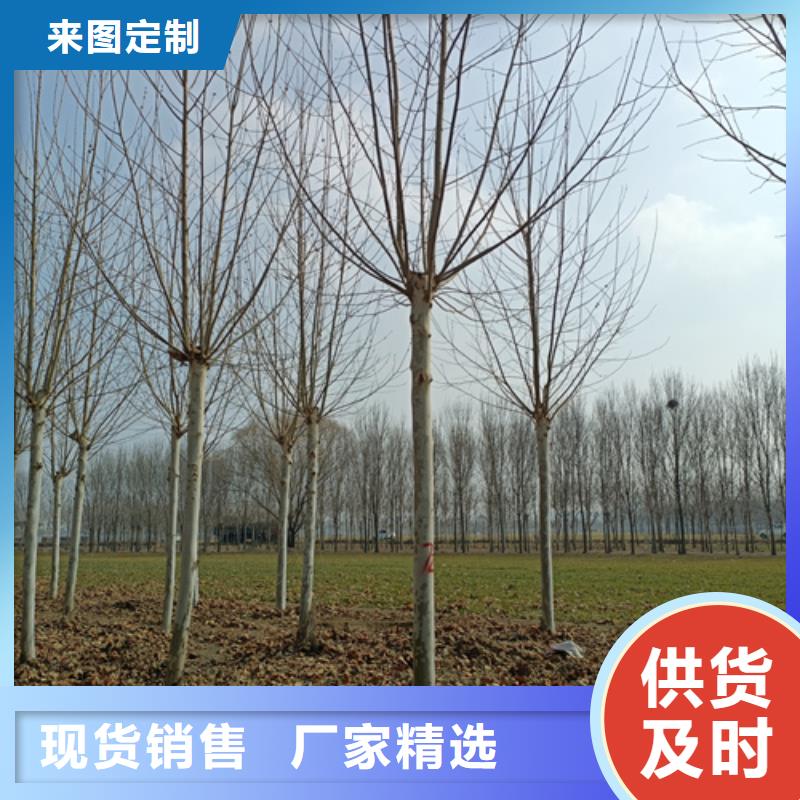 廠家直銷造型法桐廠家