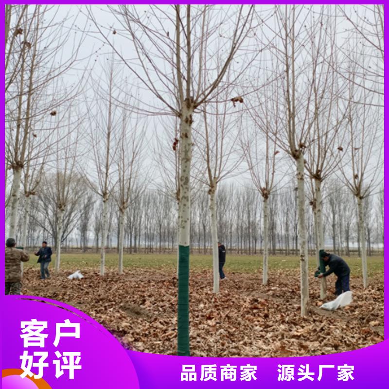 法桐_金葉槐廠家直銷值得選擇
