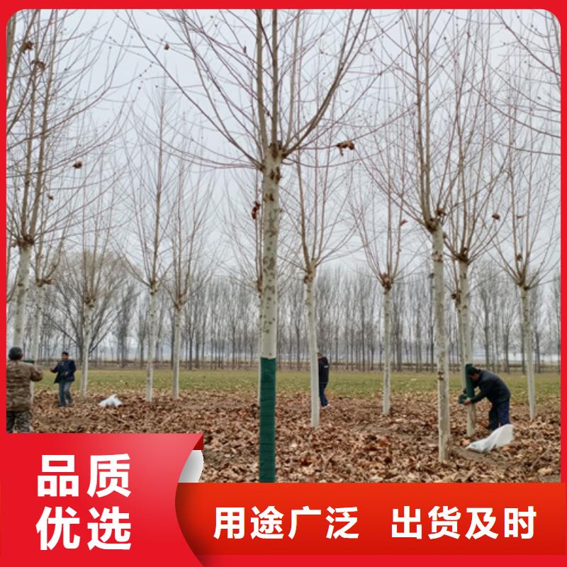 造型法桐放心購買綠化喬木