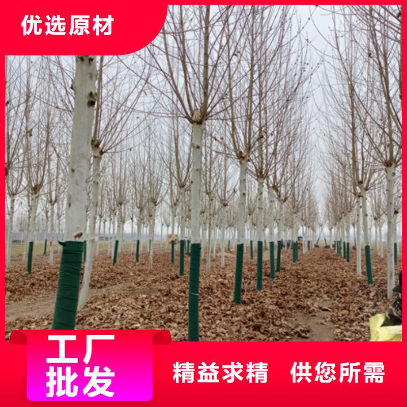 速生法桐廠家及時發貨