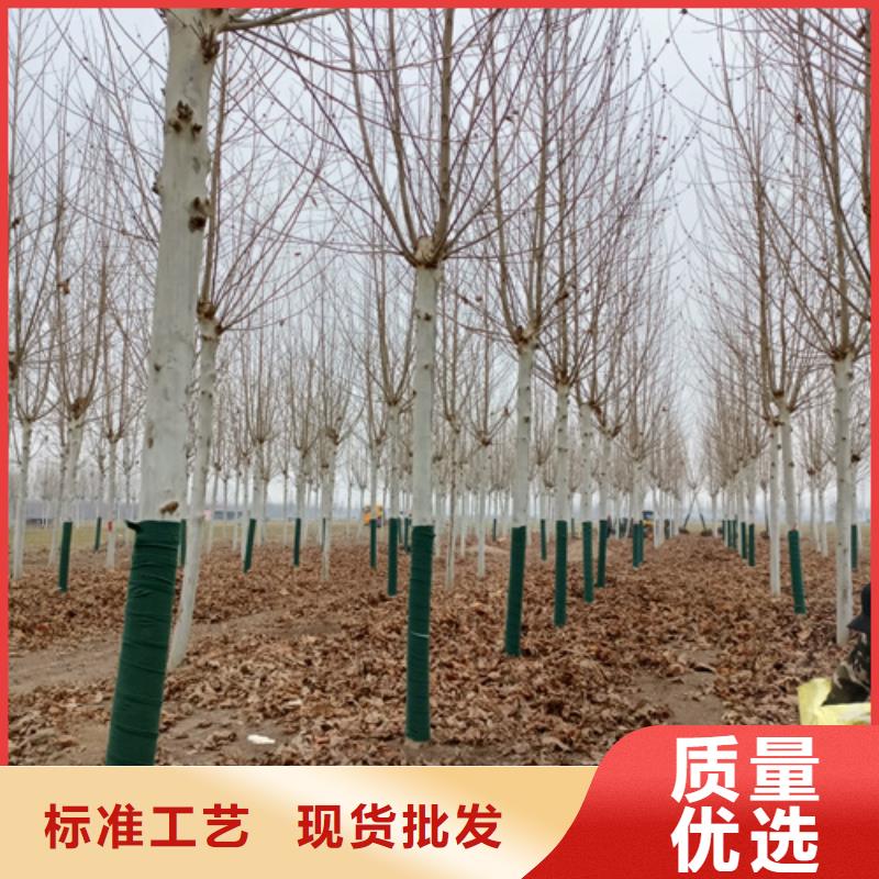 法桐小苗廠家供貨
