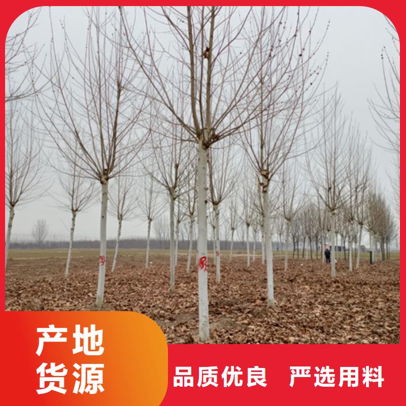 批發法桐行情_誠信企業