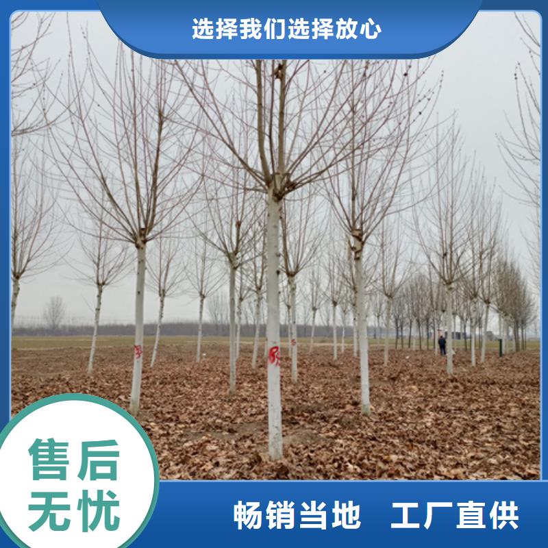 法桐放心選擇綠化喬木