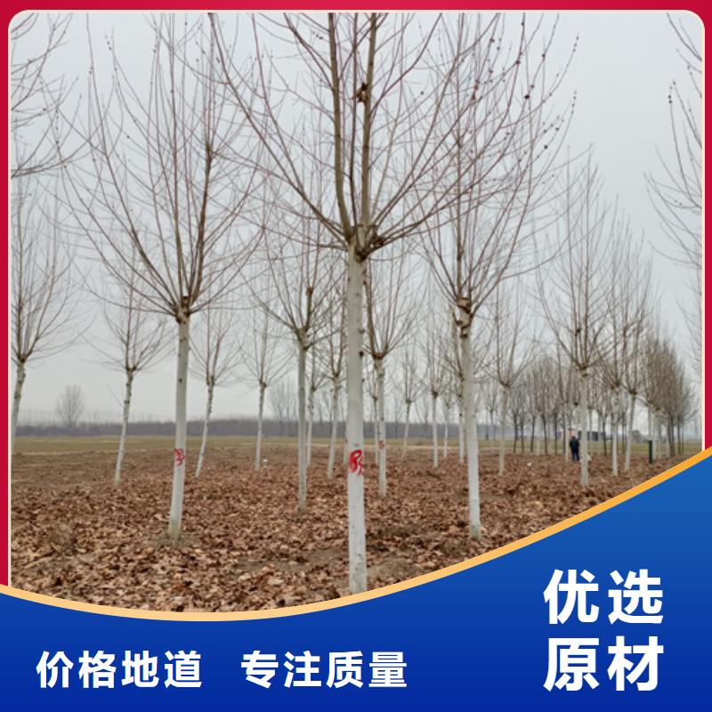 速生法桐歡迎訂購(gòu)綠化苗木