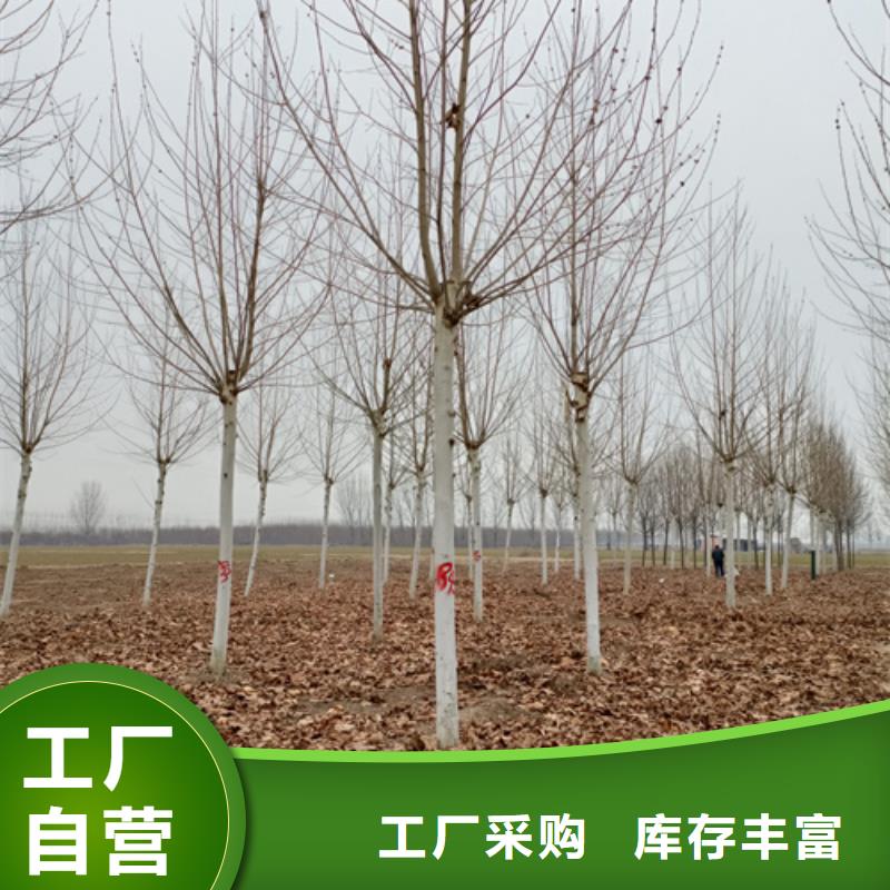 速生法桐暢銷全國(guó)綠化喬木