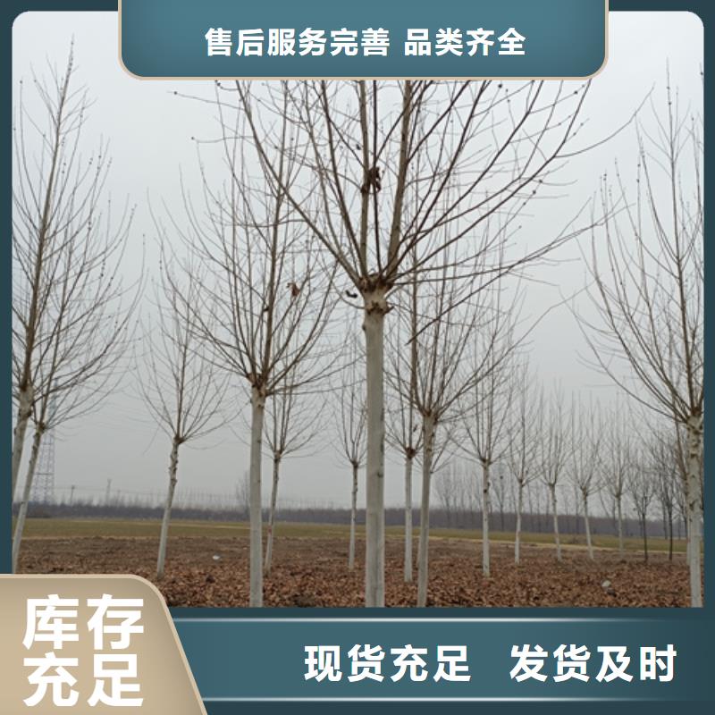 法桐金葉槐24小時下單發貨