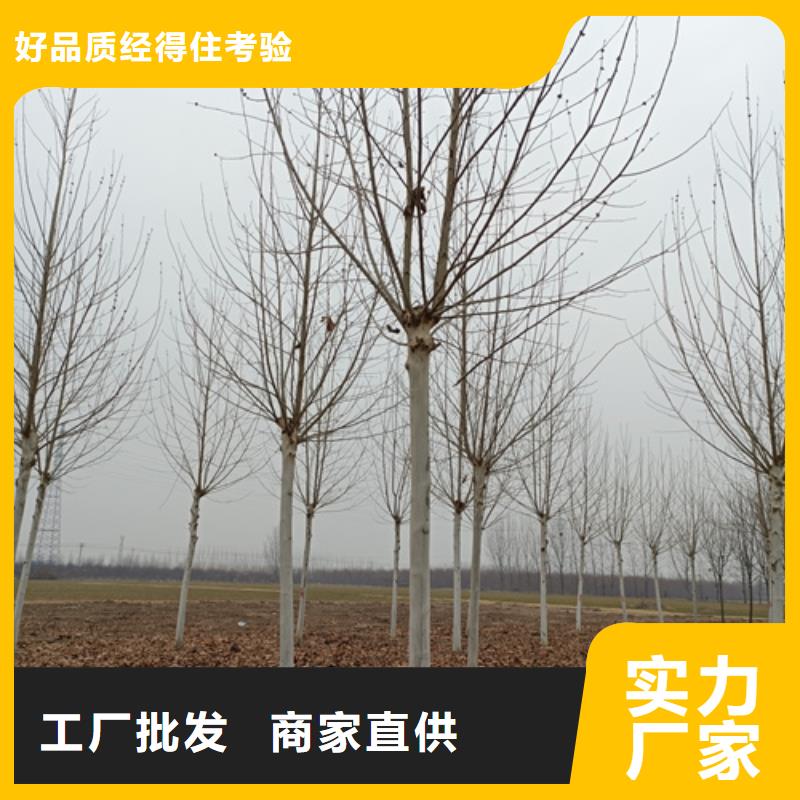 法桐誠信經營現貨現發