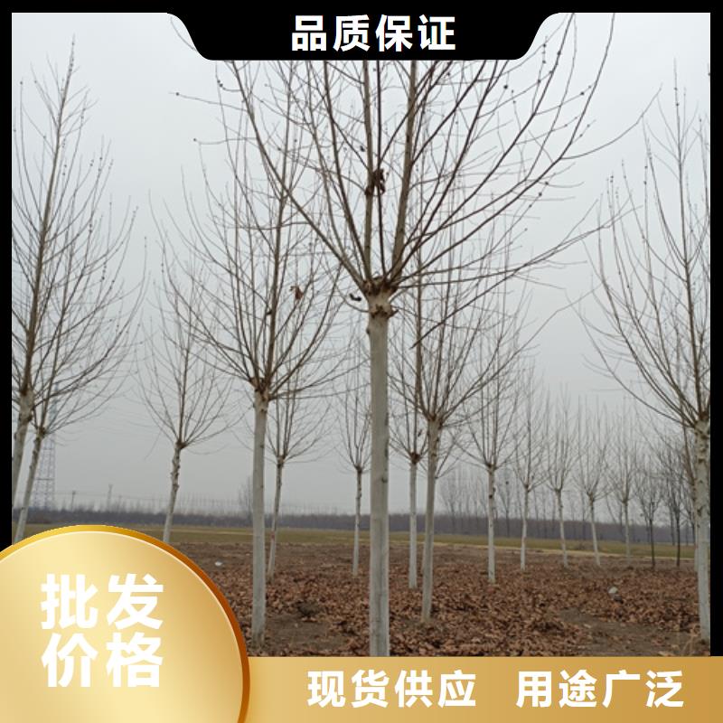 速生法桐種植基地綠化苗木