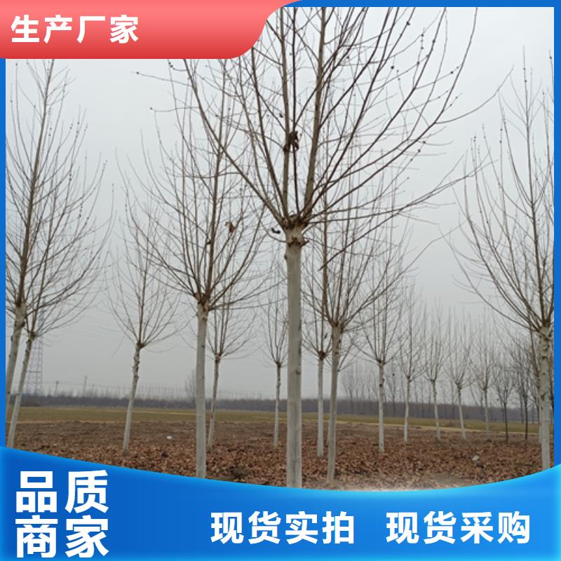 法桐多少錢