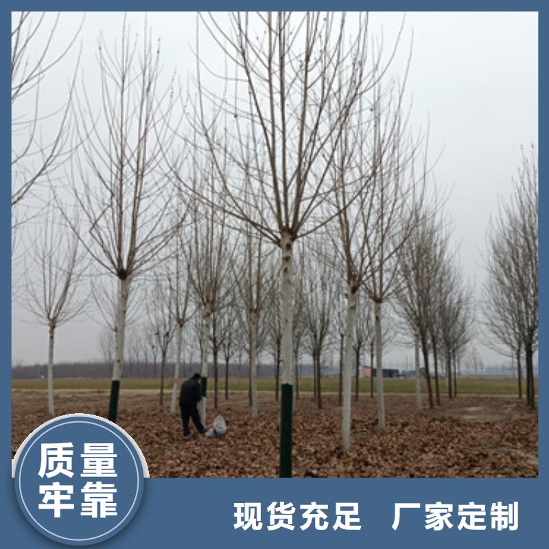 性價比高的法桐小苗銷售廠家