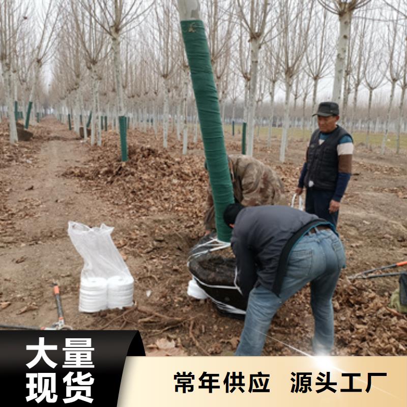訂購法桐