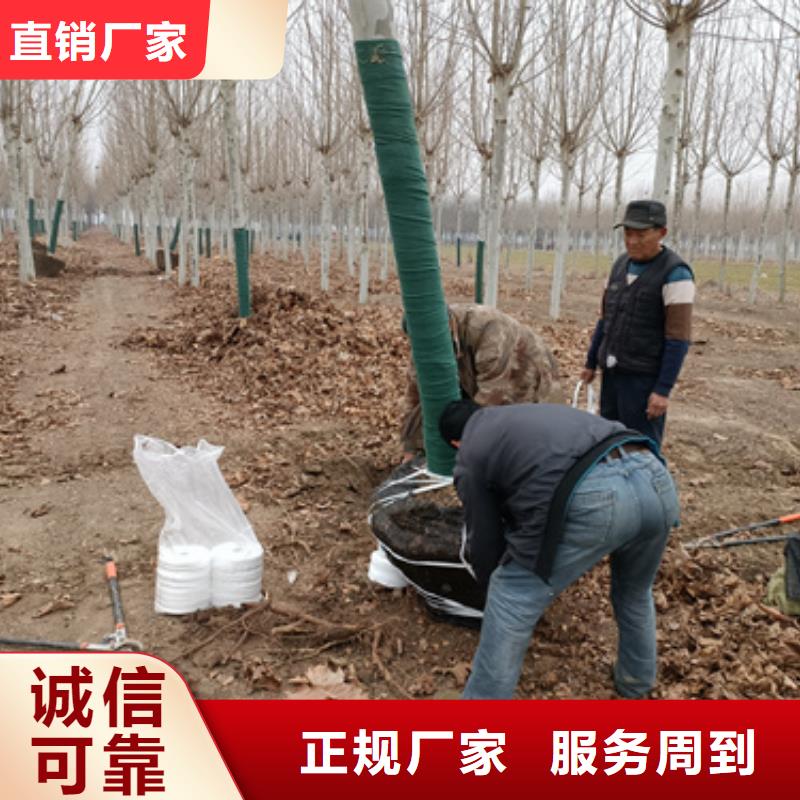 法桐現(xiàn)貨上市