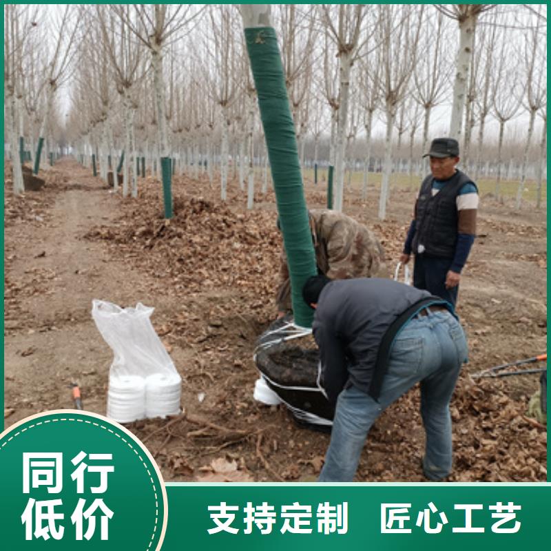 法桐價(jià)格放心選擇綠化苗木