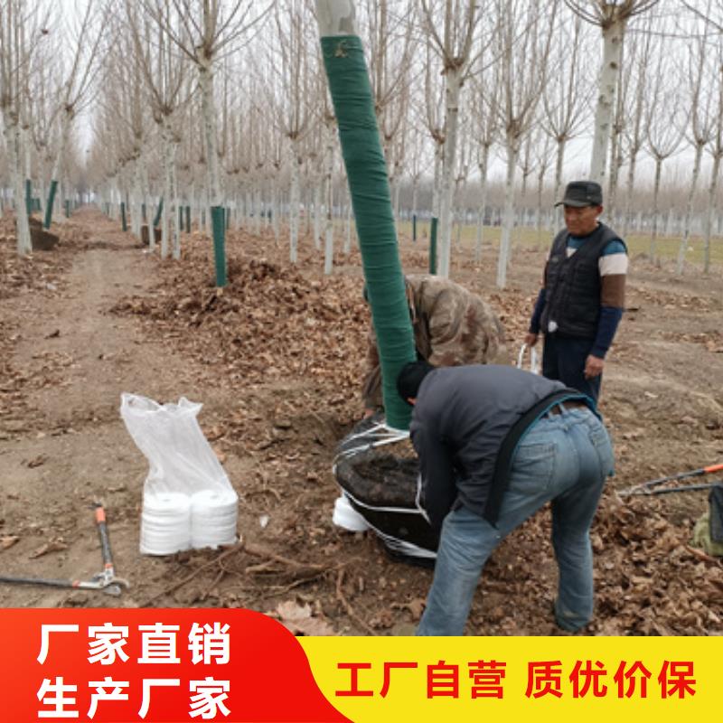 法桐北京欒現(xiàn)貨快速采購(gòu)