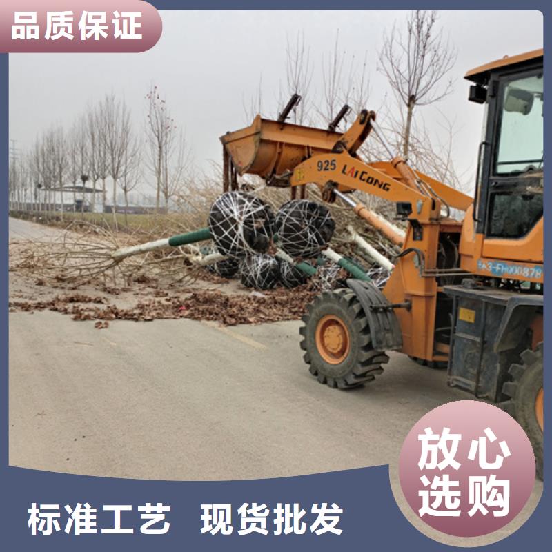 法桐原生冠法桐匠心打造