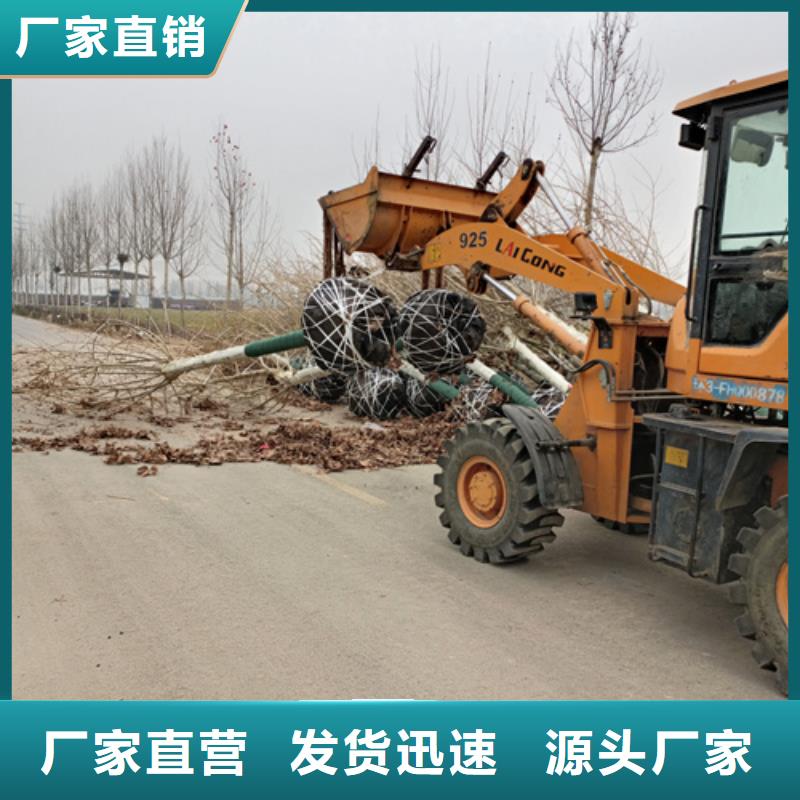 造型法桐-貨到付款