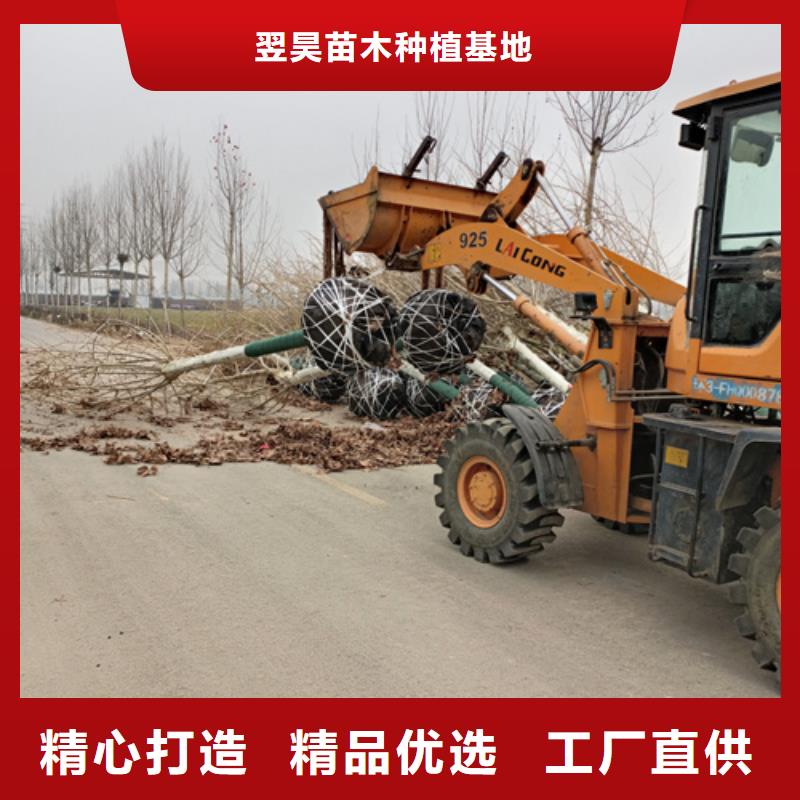 法桐出口品質