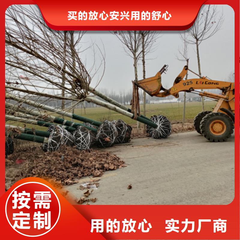 選擇正規(guī)法桐小苗廠家