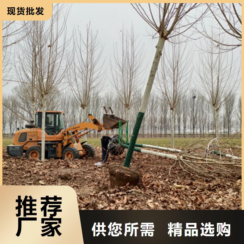 規(guī)格齊全的造型法桐基地