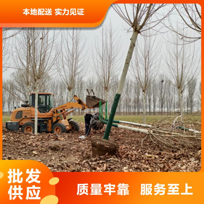 【法桐】,黃金槐專(zhuān)業(yè)供貨品質(zhì)管控