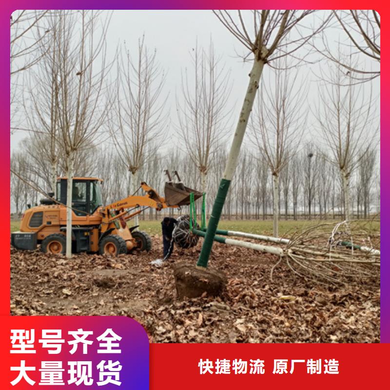 法桐小苗大廠家值得信賴