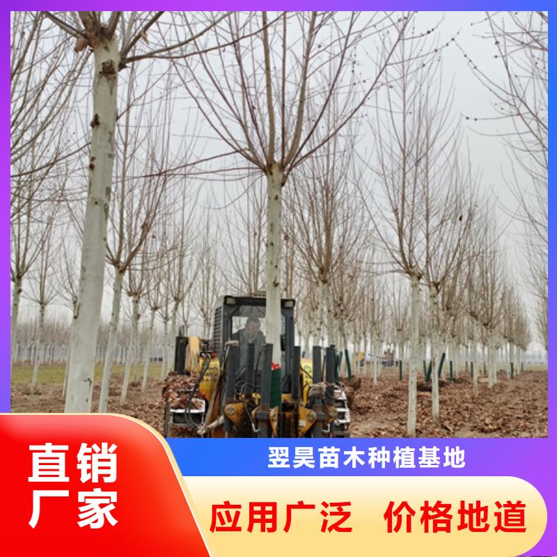 速生法桐、速生法桐參數