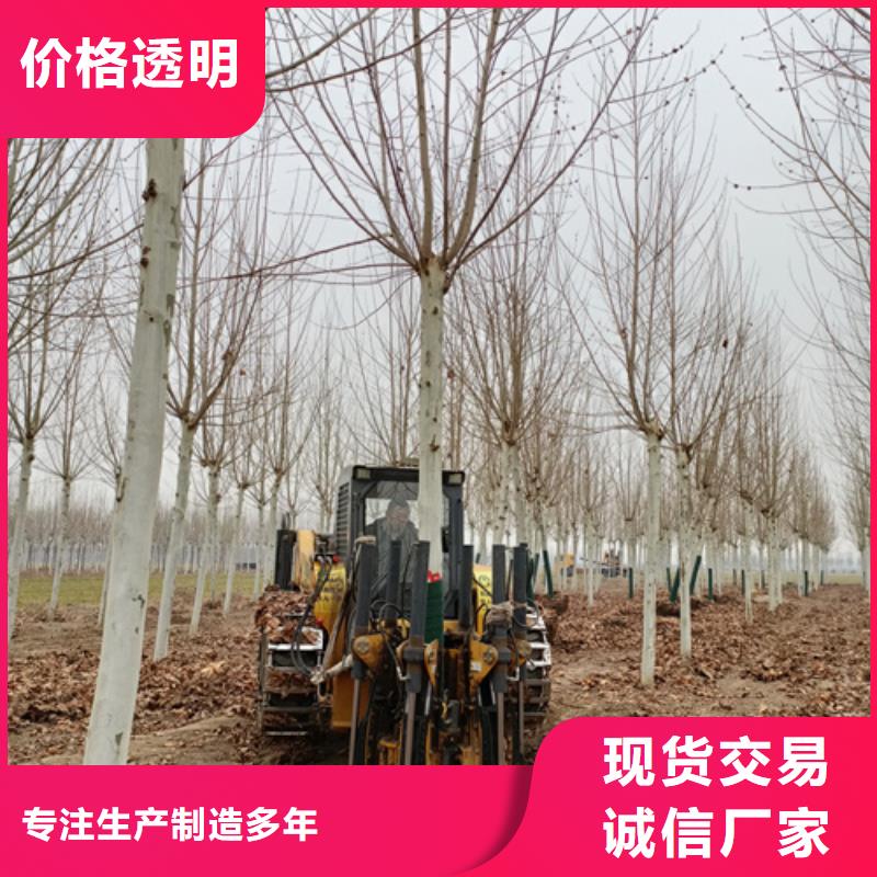 法桐,北京欒老客戶鐘愛