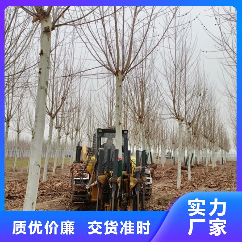 造型法桐廠家批發