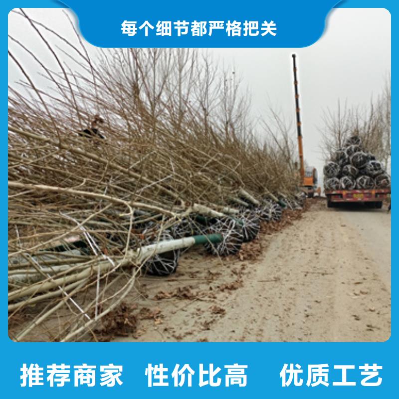 速生法桐實力雄厚綠化喬木