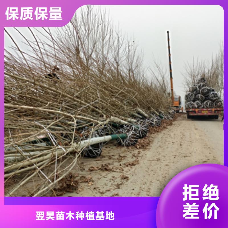 法桐質量保證綠化喬木