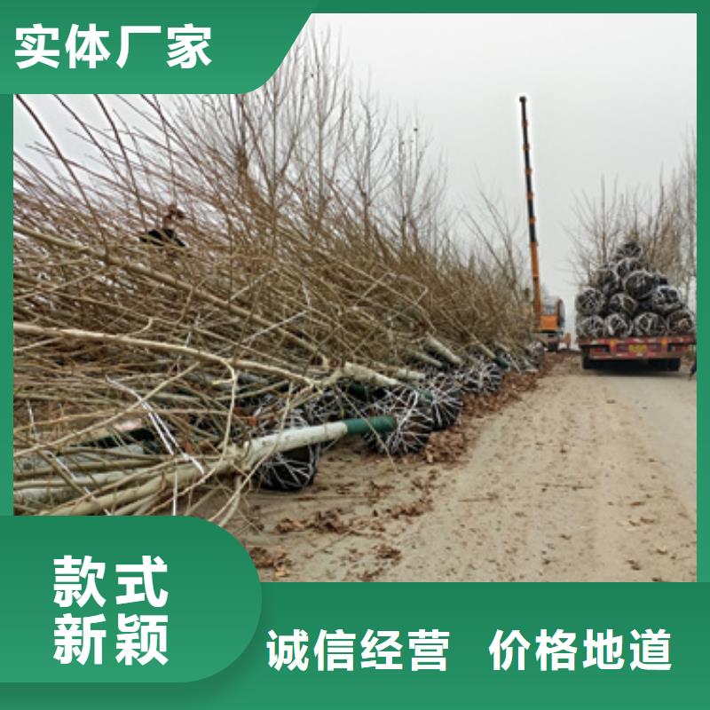 造型法桐廠家規(guī)格齊全