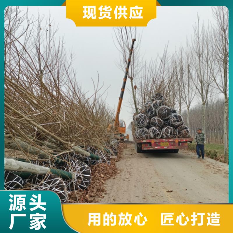造型法桐現貨供應苗木基地