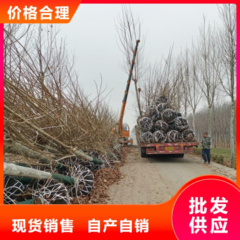 法桐北京栾一个起售