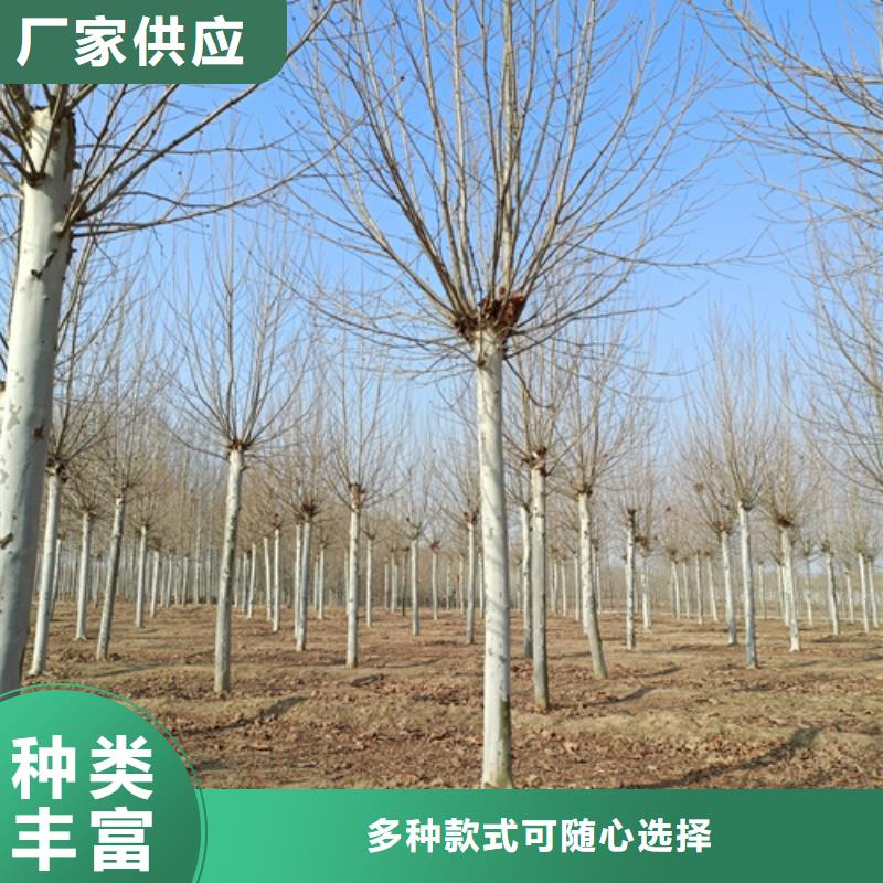 買法桐小苗必看-價格低