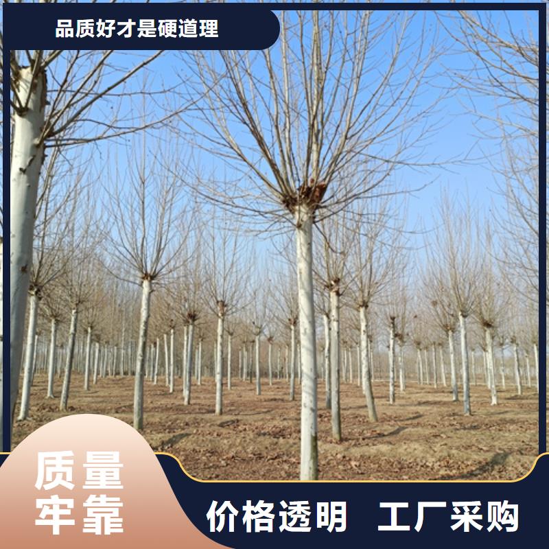 法桐市場批發(fā)價
