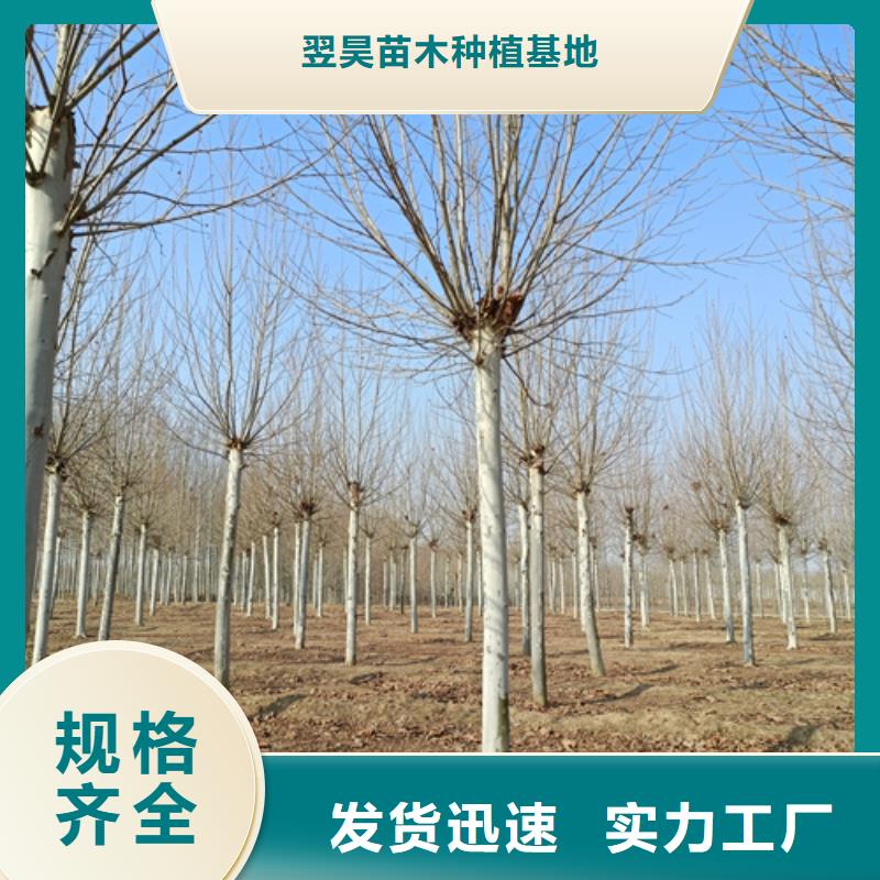 生產(chǎn)造型法桐_精選廠家