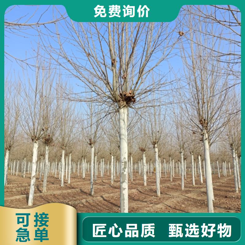 法桐-美國(guó)紅楓高品質(zhì)現(xiàn)貨銷售
