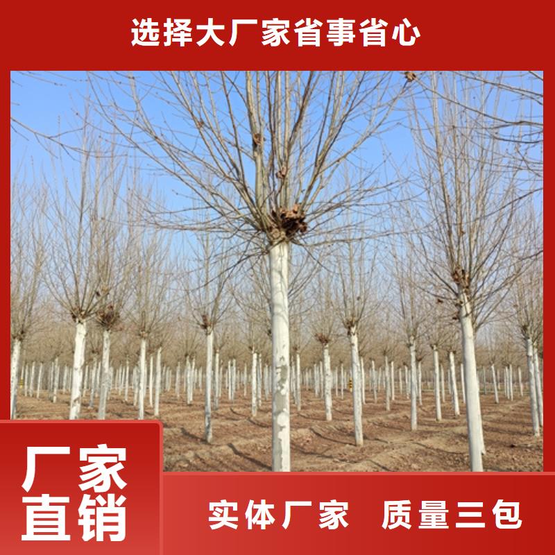 法桐,金葉槐滿足客戶需求