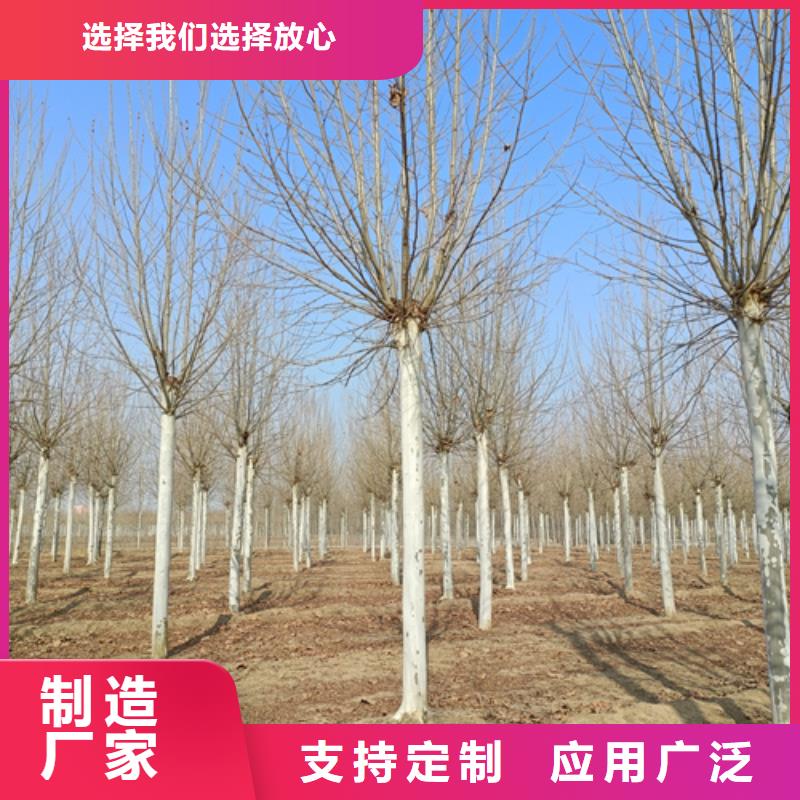 法桐小苗市場報價