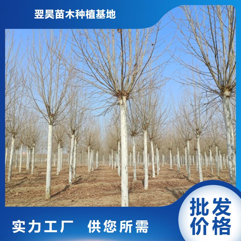 法桐行情歡迎來電綠化喬木