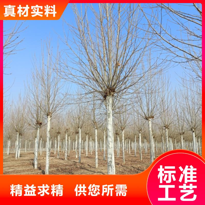 造型法桐單價(jià)